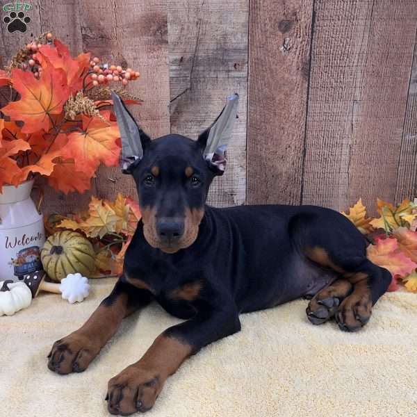 Boots, Doberman Pinscher Puppy